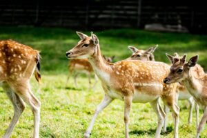 doe, hart, herd, nature, animals, forest, hunting, doe, doe, hart, hunting, hunting, hunting, hunting, hunting