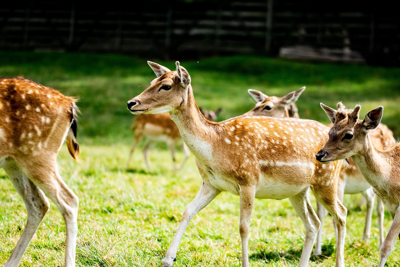doe, hart, herd, nature, animals, forest, hunting, doe, doe, hart, hunting, hunting, hunting, hunting, hunting
